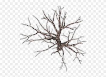 24 Mar 2009 - Dead Tree Top View Png