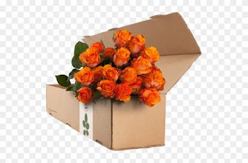24 Orange Roses - Purple Roses