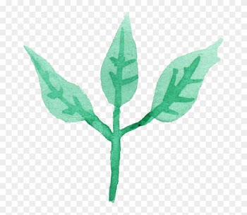 25 Watercolor Leaf Png Transparent - Illustration