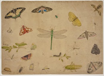 26 insects by Pieter Holsteijn | Free Photo - rawpixel