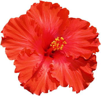 28+ Collection of Joba Flower Clipart | High quality, free cliparts ...