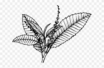 28 Collection Of Oak Leaf Clipart Black And White Outline - Tobacco Black And White