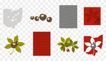 28 Collection Of Ohio State Buckeyes Clipart - Buckeye Leaf And Nut
