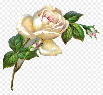 28 Collection Of White Roses Clipart Png - Vintage White Rose Illustration