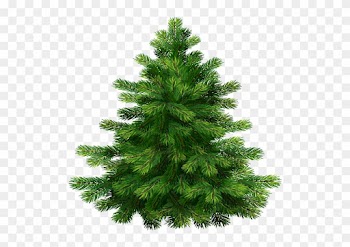 29 Jan 2015 - Pine Tree Transparent Background