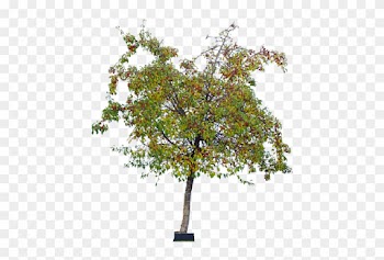 29 Jan 2015 - Tree