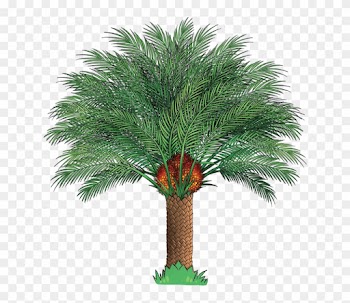 2b - Oil Palm Tree Png