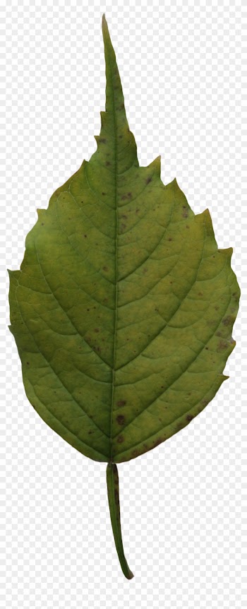 2d Leaves - Dark Green Leaf Png