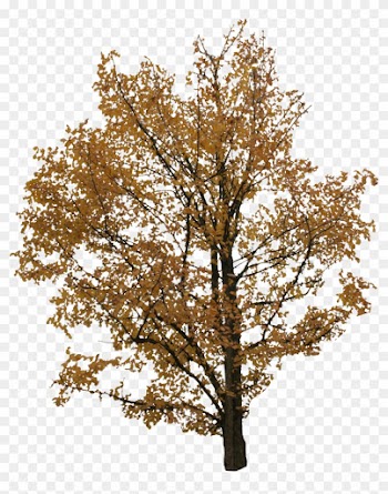2d Trees, Autumn - Free Png Tree Autumn