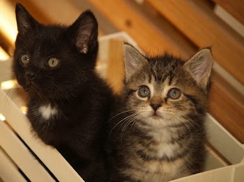 2Kittens2.jpg