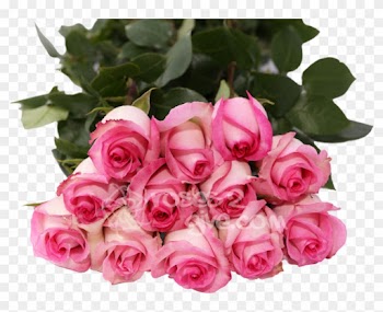 2x1-classic Pink - Best Seller - Rose