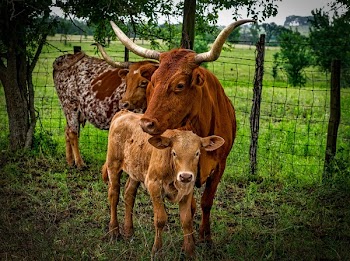 3 Brown Cow on Green Grass Field