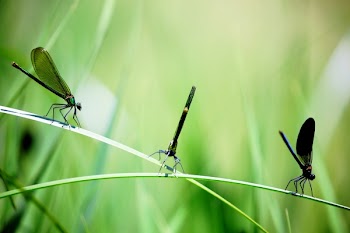 3 Dragon Flies on the Grass