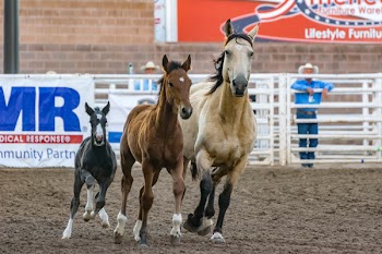3 Horse Racing on Field