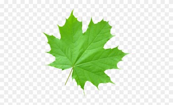 Составление Налоговой Декларации 3-ндфл - Maple Leaf Transparent Green