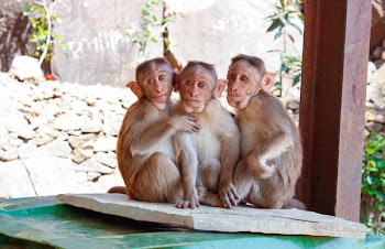  3 Monkeys on Brown Wooden Palette