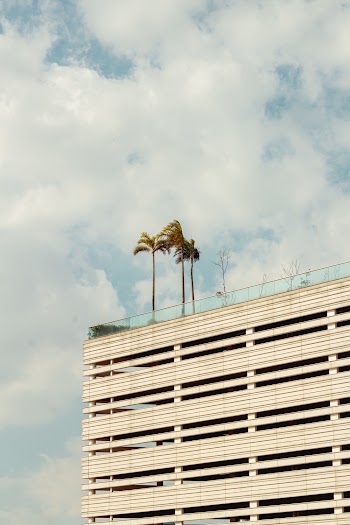 3 Palm Trees on Top of White Building