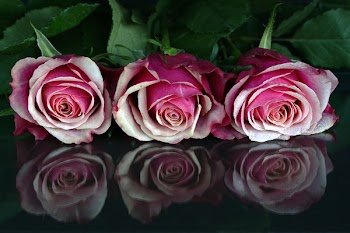 3 Red Roses
