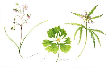 3 Spring Ephemerals. Free public | Free Photo - rawpixel