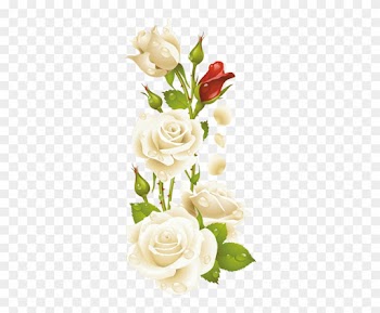 الأحد، 3 مايو - White Rose Frame Png