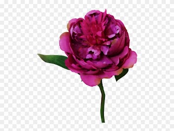33cm Peony - Garden Roses