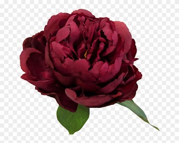 33cm Peony - Garden Roses
