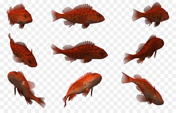 3D computer graphics Fish Clip art - fish 