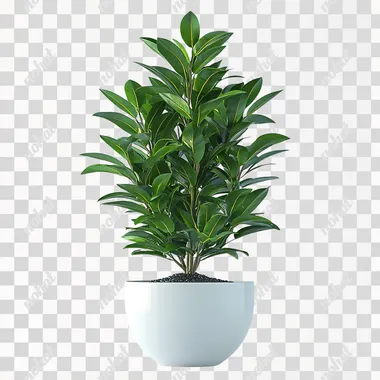 3D Potted Plant: Front View Display