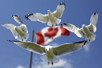 4 Birds Flying in Mid Air With Flag of Canada Behind during Daytime