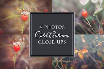 4 cold autumn photos