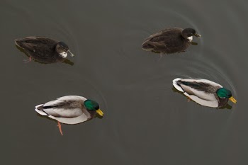 4 Ducks on the Water