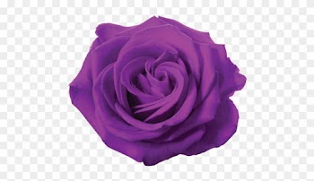 4 Kbytes - Pink Rose White Background