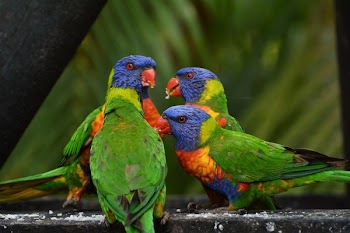 4 Lorikeet on Gray Cement
