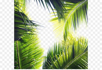 4 Pics 1 Word Word game Puzzle Letter - Green palm leaves 