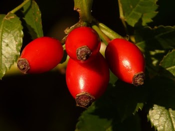 4 Red Oval Fruit