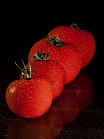 4 Red Tomato Filed Front Small to Large