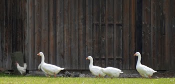 4 White Goose
