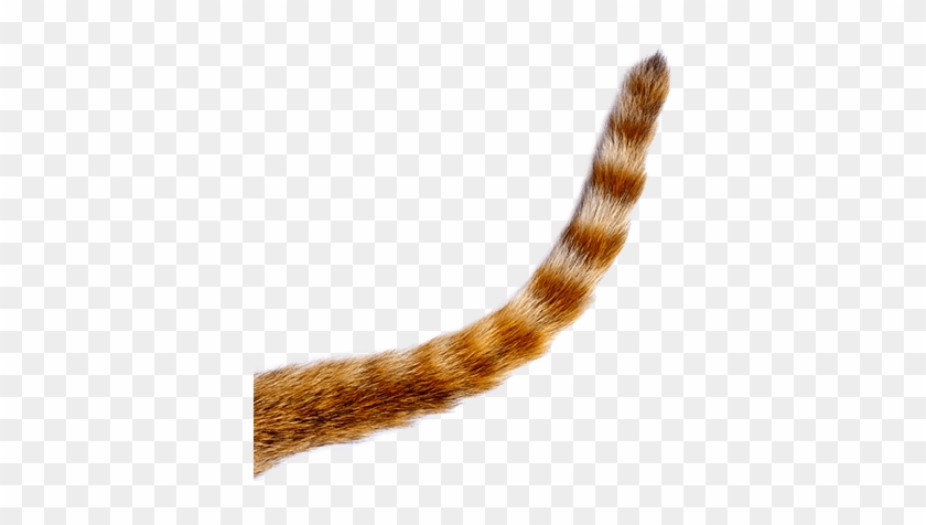 400 X 419 2 - Transparent Cat Tail Png