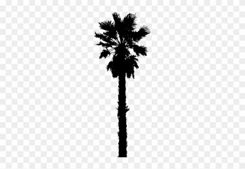 4110 Clipart Live Oak Tree Silhouette - California Palm Tree Vector