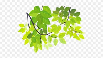 🎼*🎷*🎸*🎻*💃* - - คก - 42 ปี 2 เกมเพาะปลูกต้นเผือก - Drawn Leaf Png