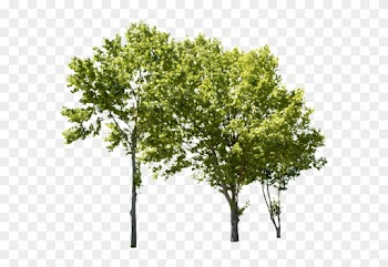 4634 X 3926 Png Image, Transparent Backgroud - Trees Cut Out Png