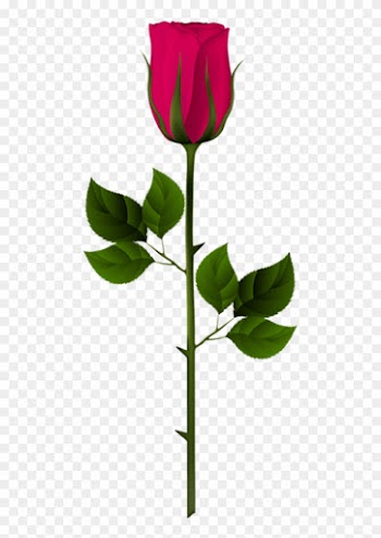 480 X 1108 1 - Garden Roses