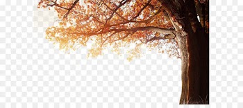 4K resolution 1080p Autumn Wallpaper - Winter fall tree autumn 