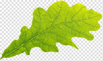 4K resolution Desktop Leaf, lotus leaf transparent background PNG clipart