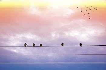 5 Black Feather Bird Standing on Electric Cable