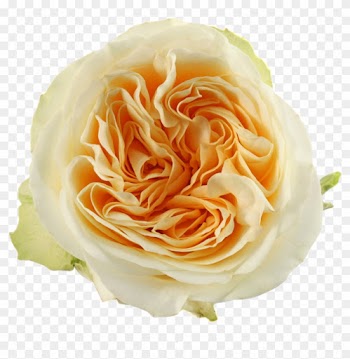 5 Cm - Garden Roses
