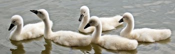5 Ducks