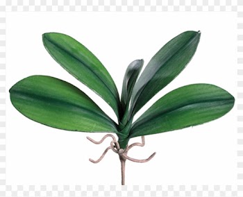 5" Medium Phalaenopsis Orchid Leaf Plant With 5 Leaves - Silk Plants Direct Phalaenopsis Orchid Leaf Plant -