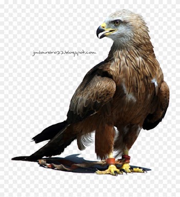 50 Beautiful Nature Wallpapers For Your Desktop Mobile - El Aguila Imagenes Png