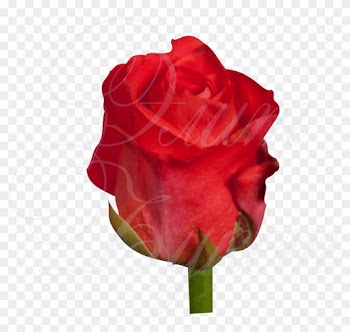 Уральская Роза «дарк Вау» 50 См - Garden Roses